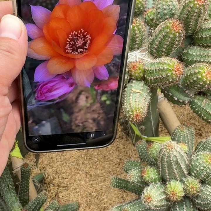 275白檀w2614 无根侧牙3个小