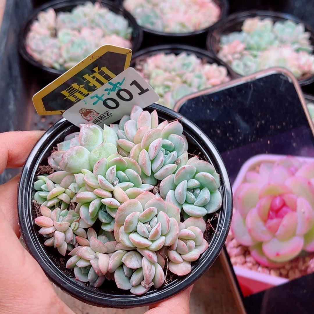 多肉植物多肉植物