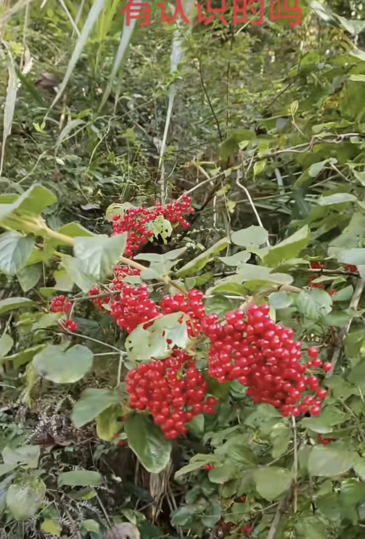 贵州荚蒾果，砂糖果，桑葚等盆景绿植