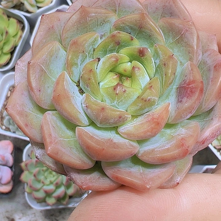 葡萄珍妮19包邮多肉植物