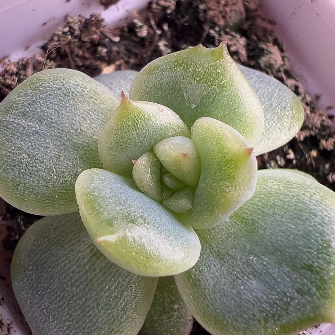 X2。         福利。独家