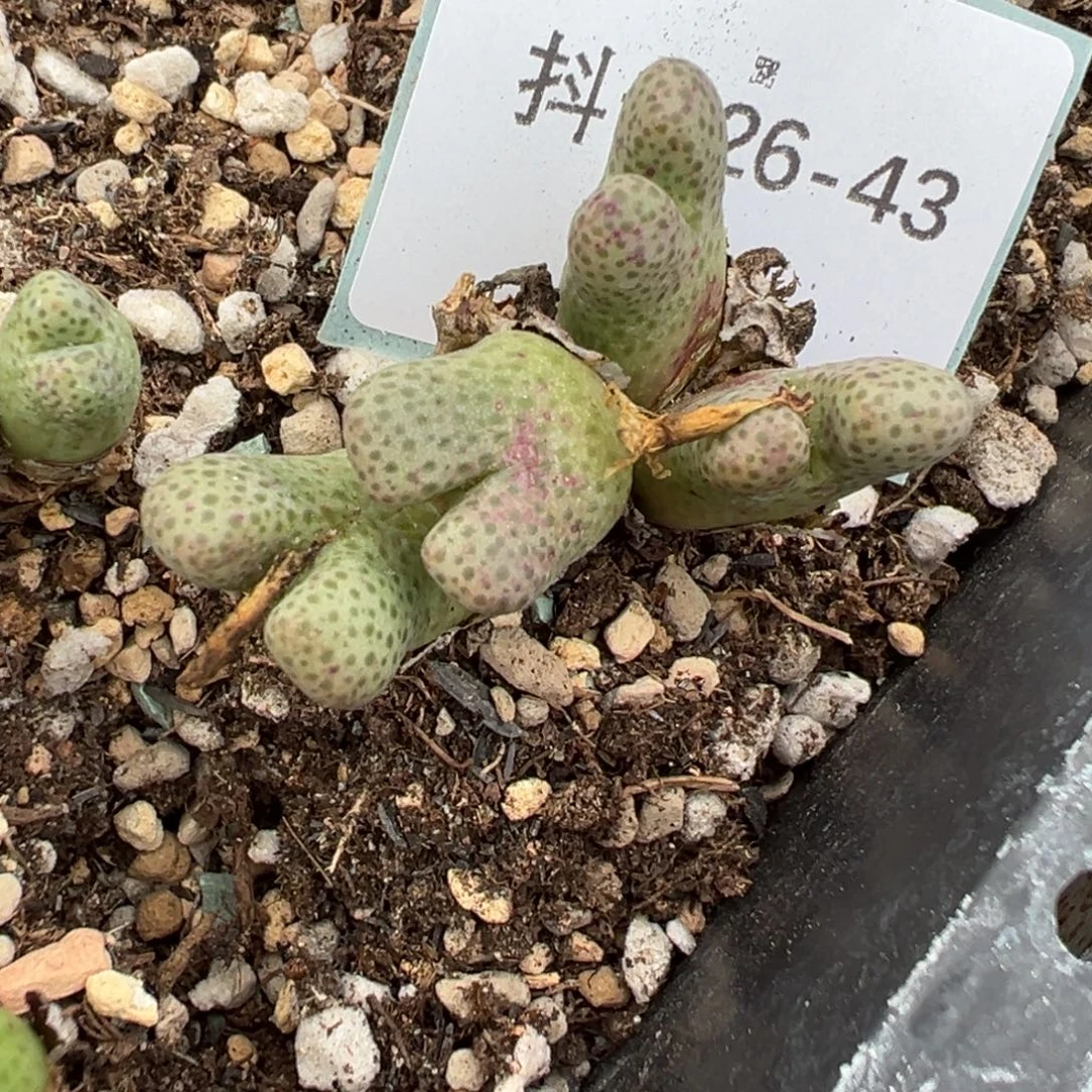 26-43肉锥多肉植物