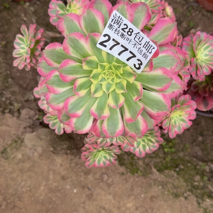 红***红27773祝融不包断枝