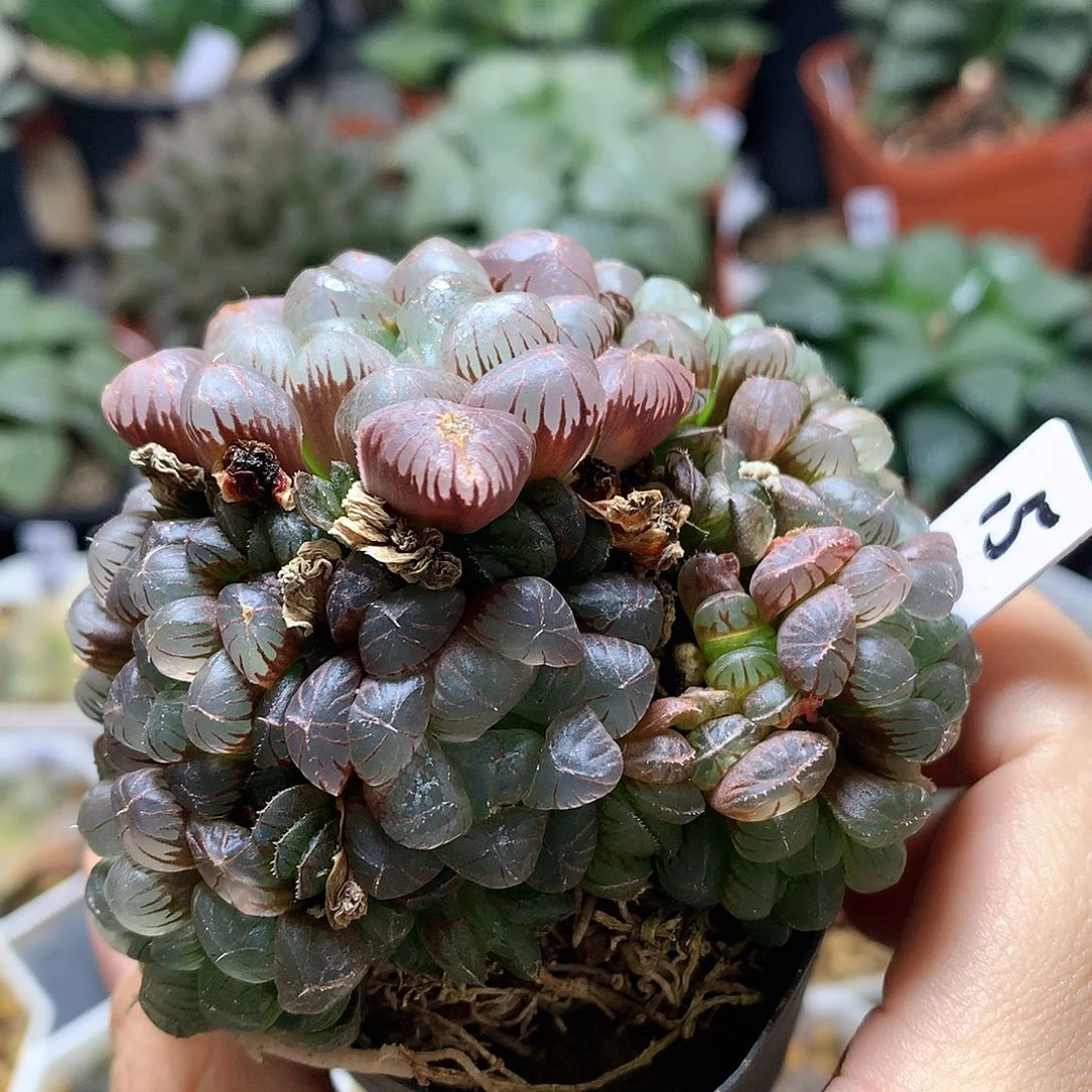 姬玉露锦带盆土发货