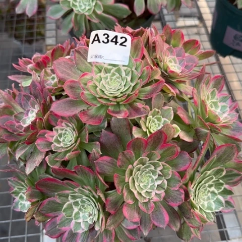 342莲花25厘米左右