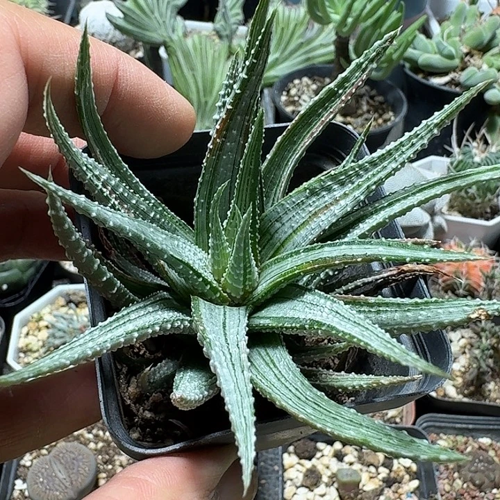 575银鹤脱土发货自根