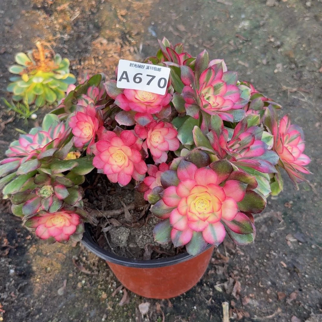 670荔枝。多肉植物