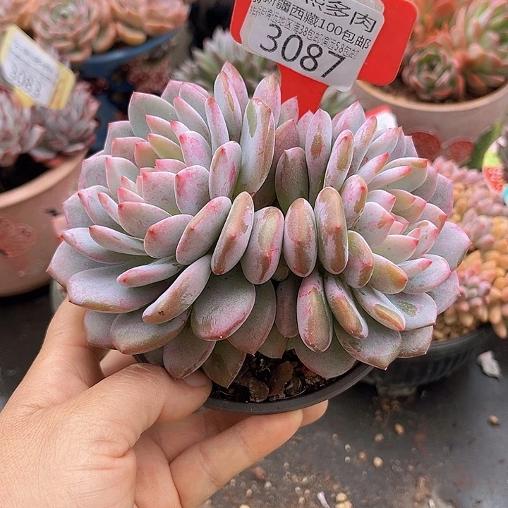 3087星星橙。