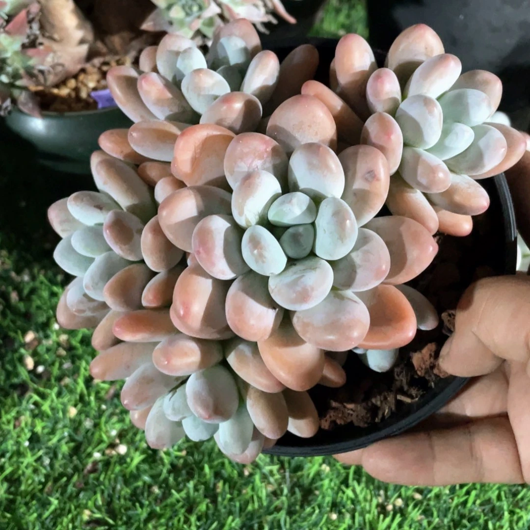 香水老桩福利粗桩福利