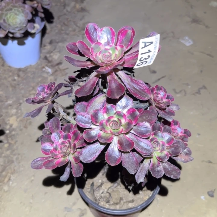 丽娜！不包断枝……多肉植物