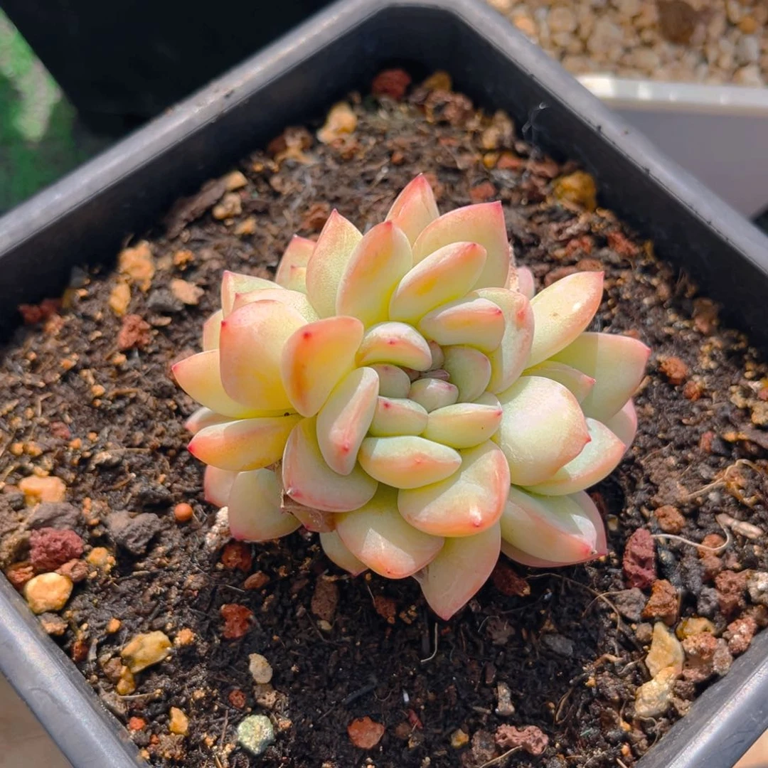 泡芙缀888tu tu tu t多肉