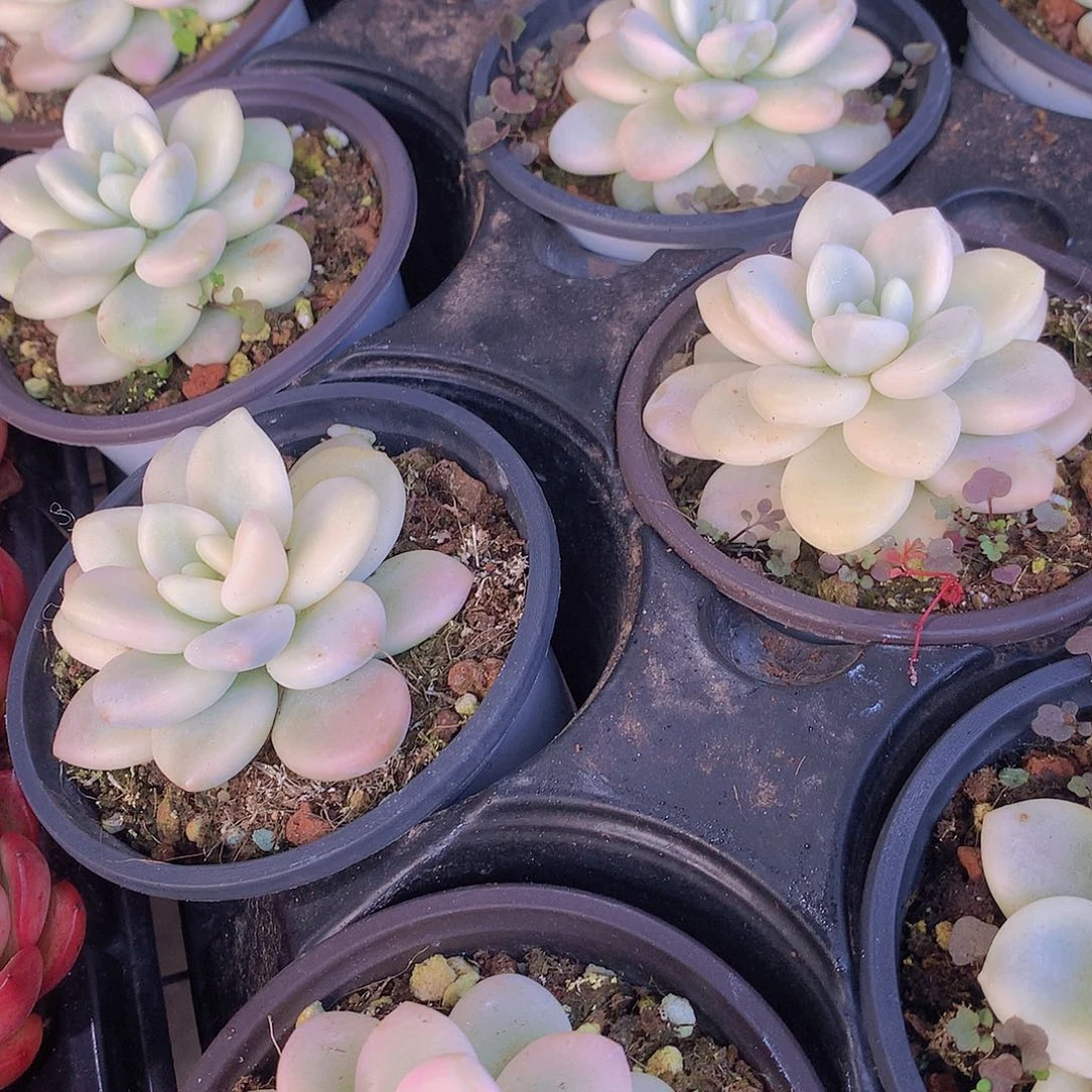 洛神锦3456778899000