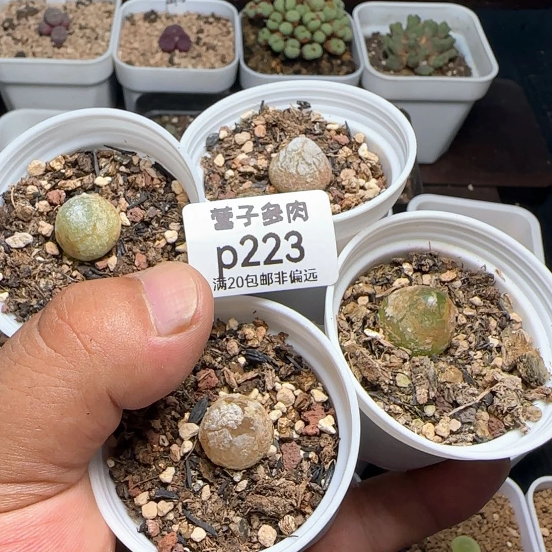 灯泡 4颗带盆土发货。