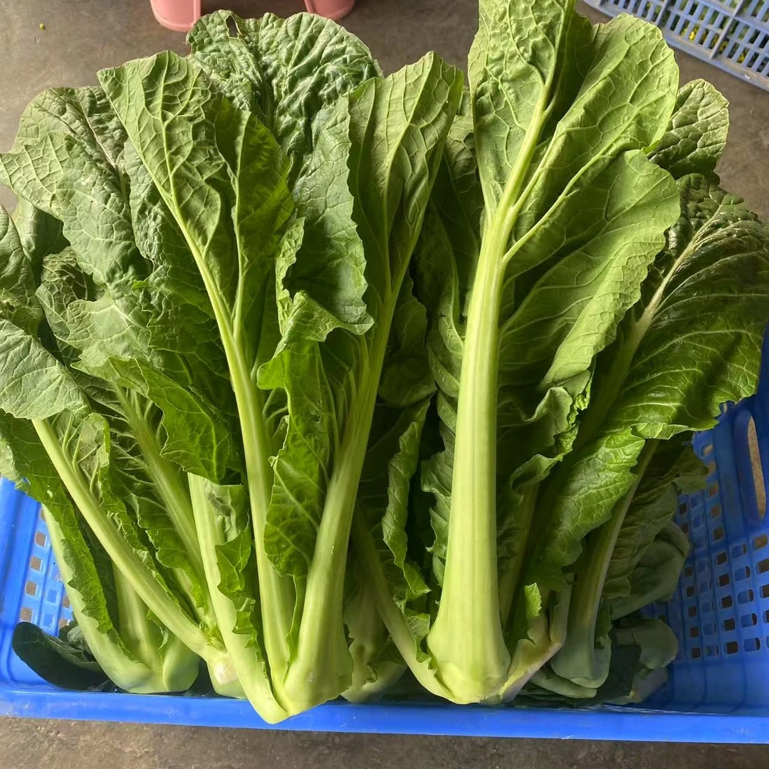 【甘甜丑样高脚芥菜3.2-3.8斤】农家蔬菜有机肥种植