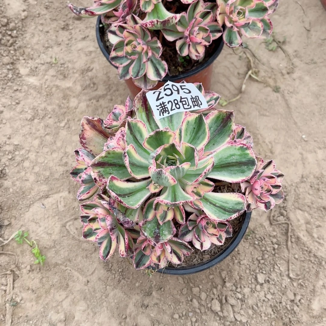 2595青花瓷多肉111111