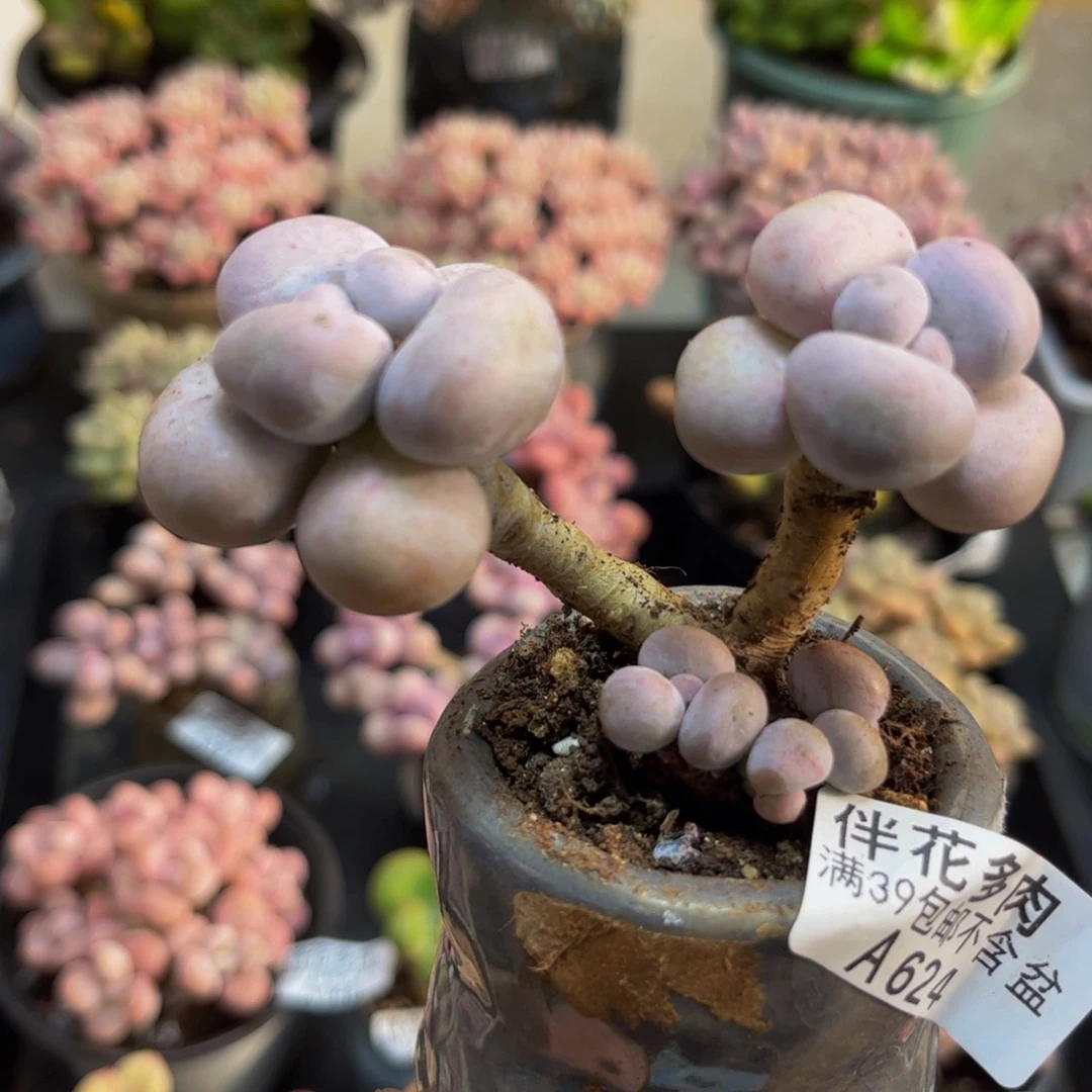 624芭比奶酪6cm多肉