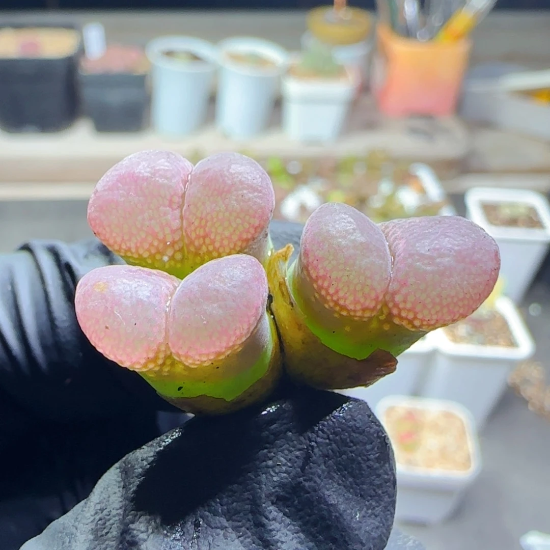 多肉植物编号混13号（满38包邮）