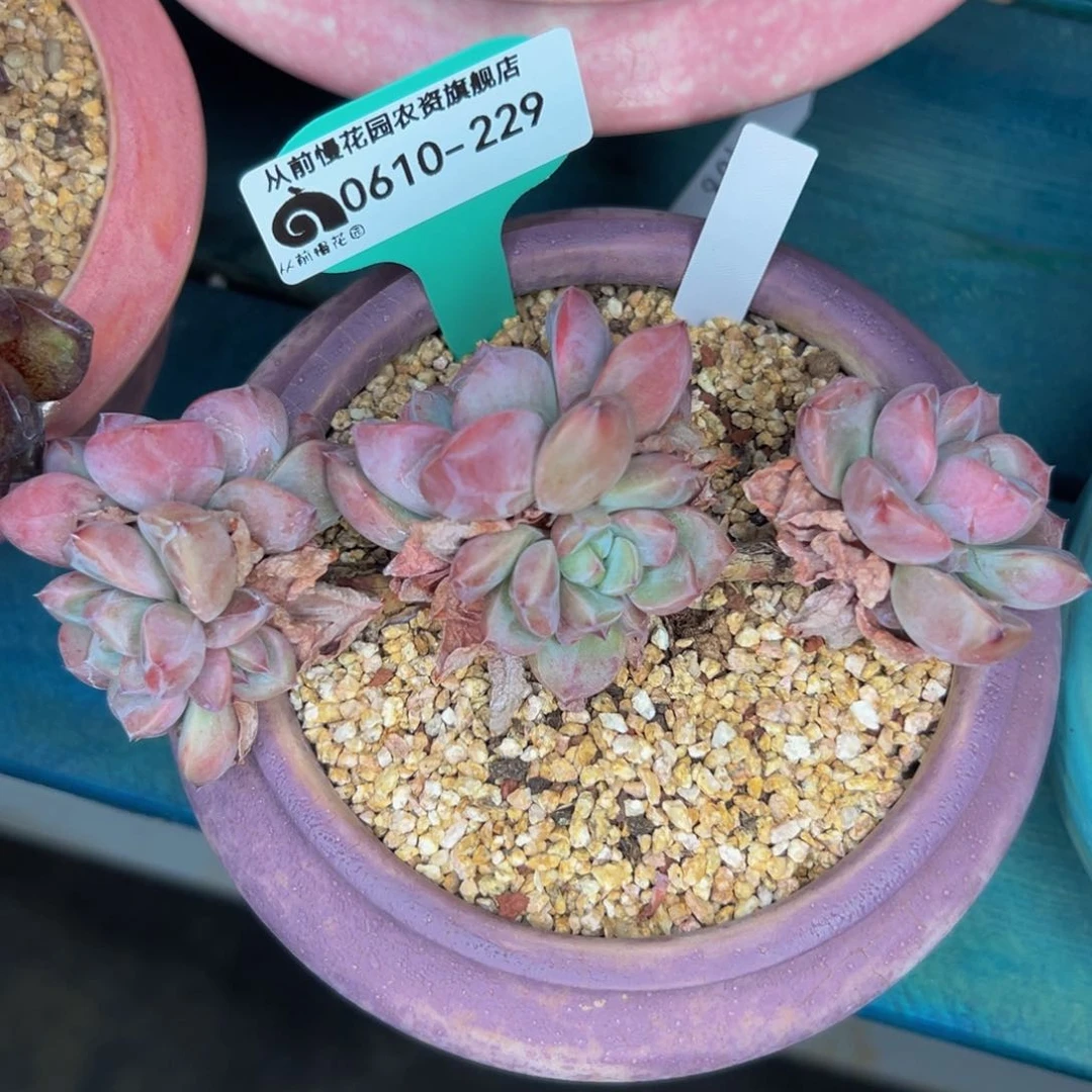 多肉一物一拍0610-229