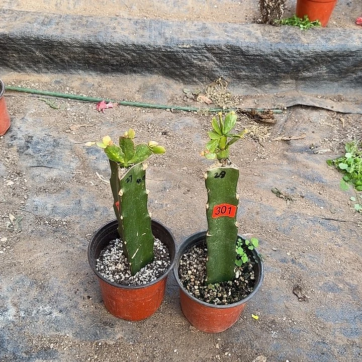 302+301嫁接蟹爪兰：028+027（小苗）