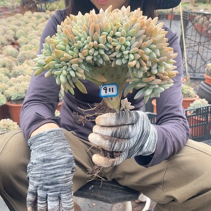 911 淡雪缀一物一拍