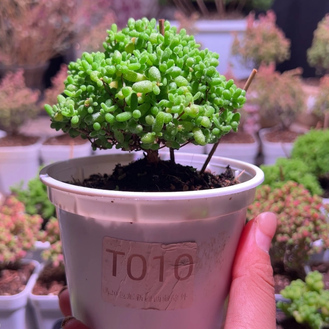 010蜜橘带盆土发货一物一拍