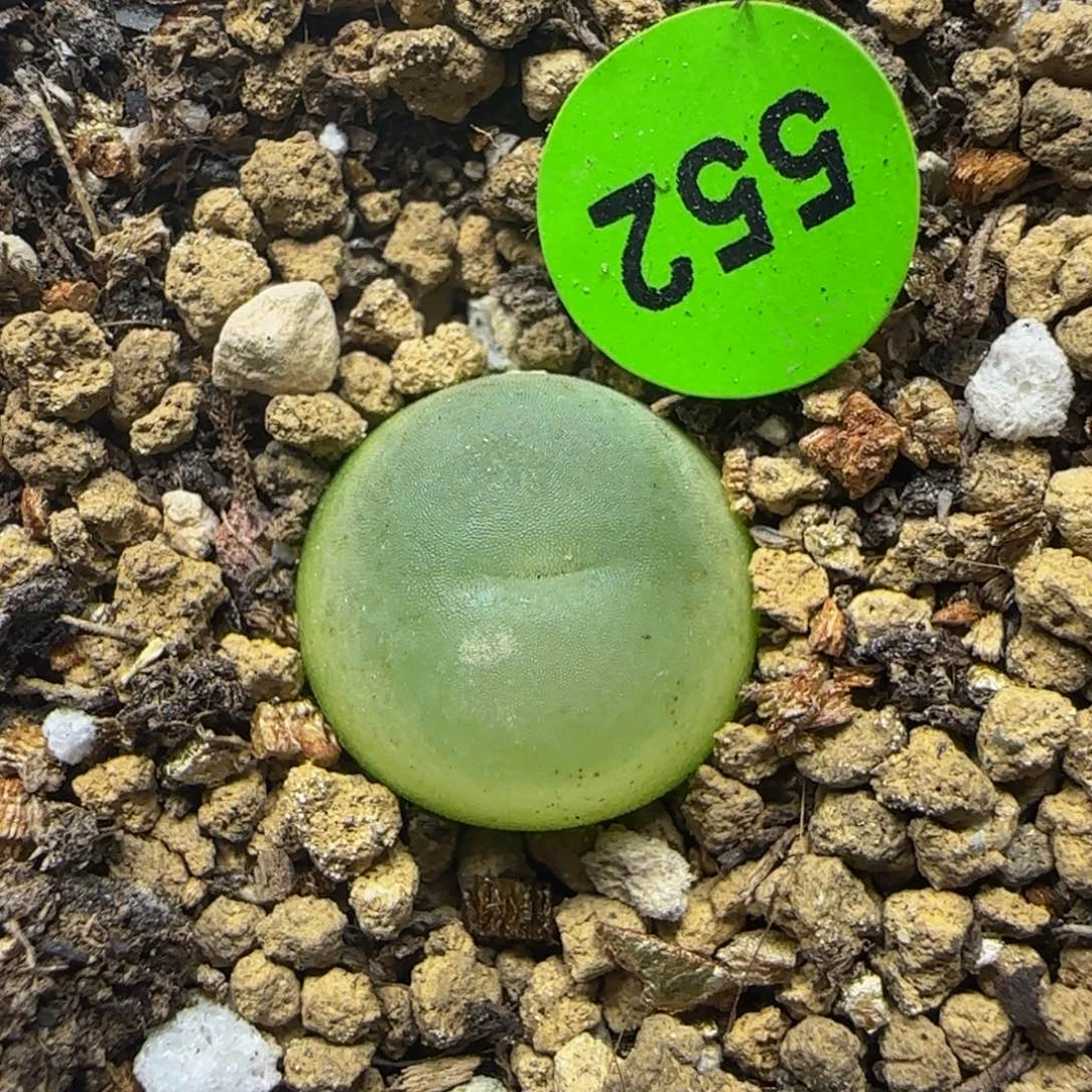 拉登1.2+多肉植物552