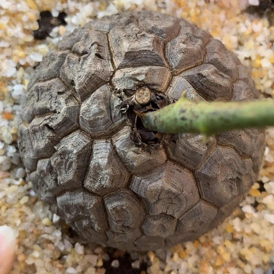 E91密甲南非龟甲龙潜力股