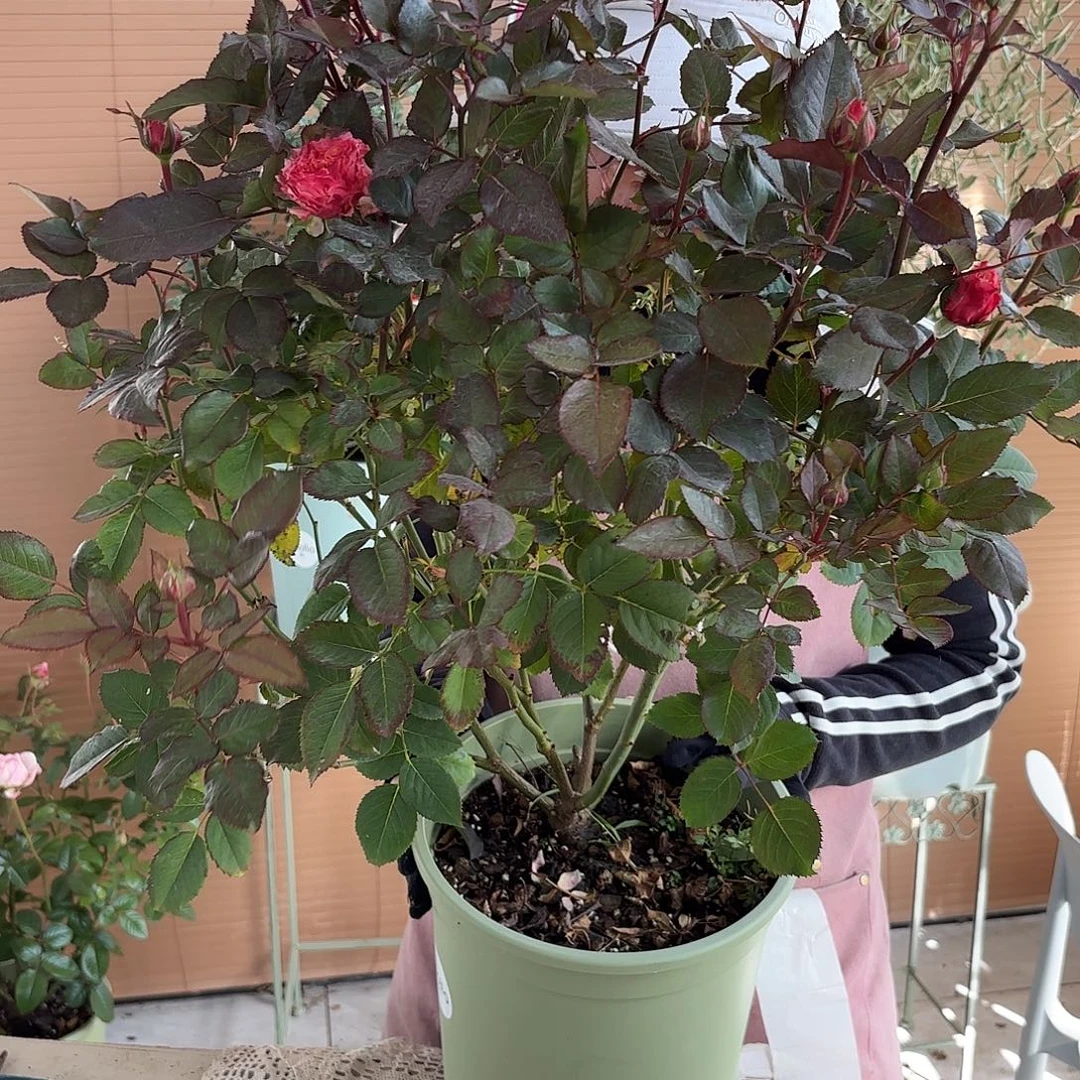 桃乐丝3加仑根接苗