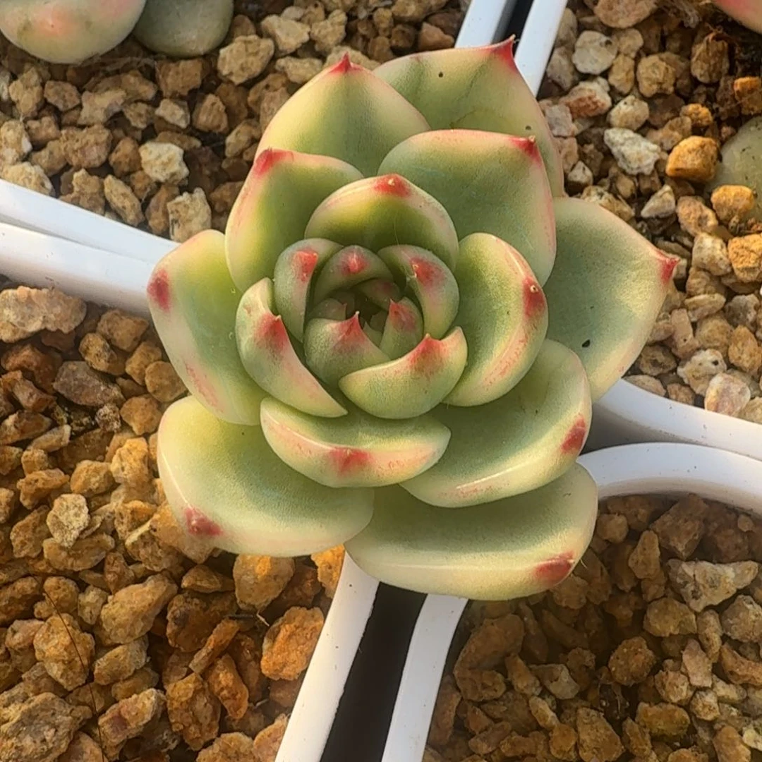 兔*格一颗主头腹轮一颗你一颗