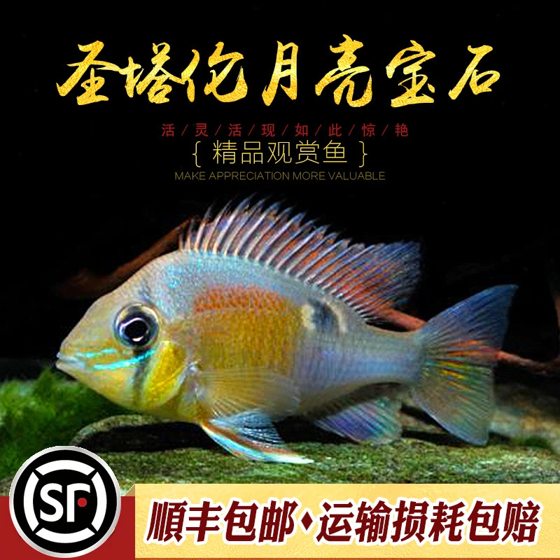 圣塔伦黄腹月亮宝石南美慈鲷温顺易养原生食土鲷关刀热带鱼观赏鱼