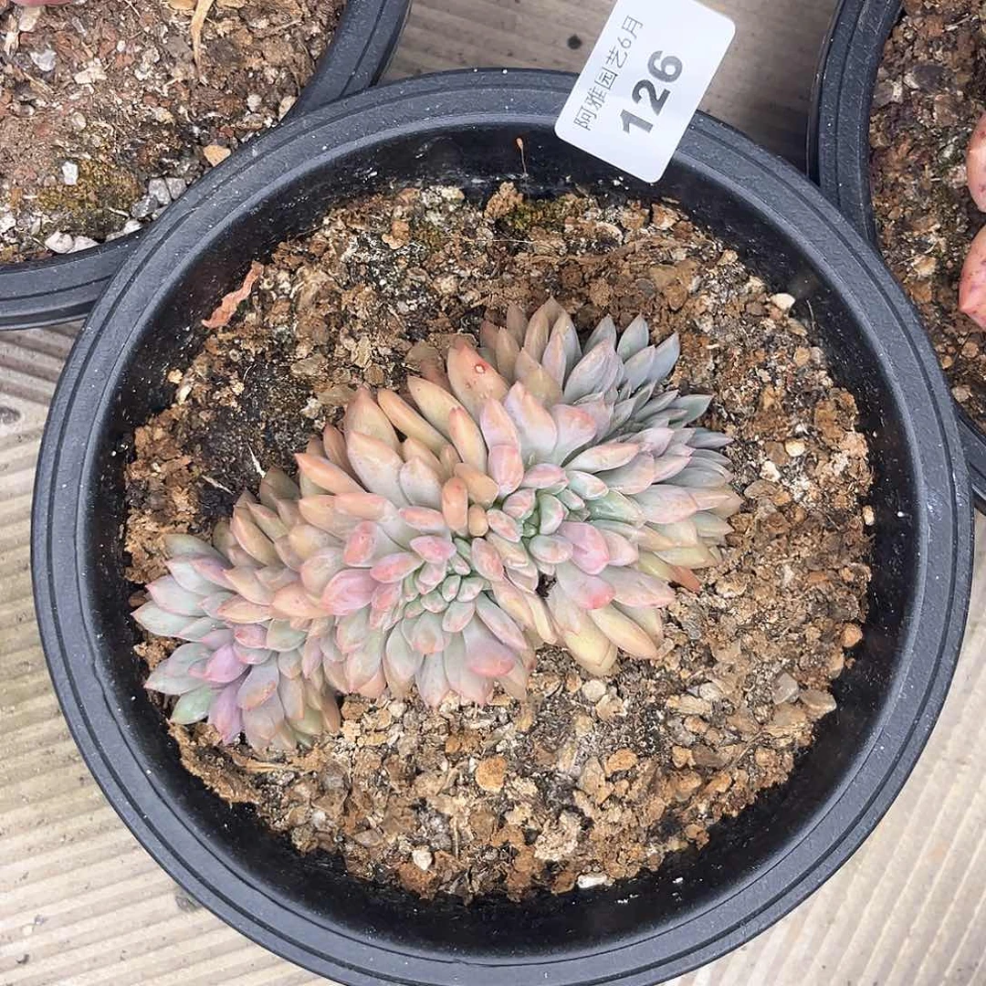 阿雅园艺。   126凌雪缀