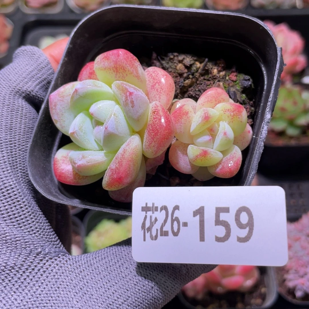 花利美26-159冰玉