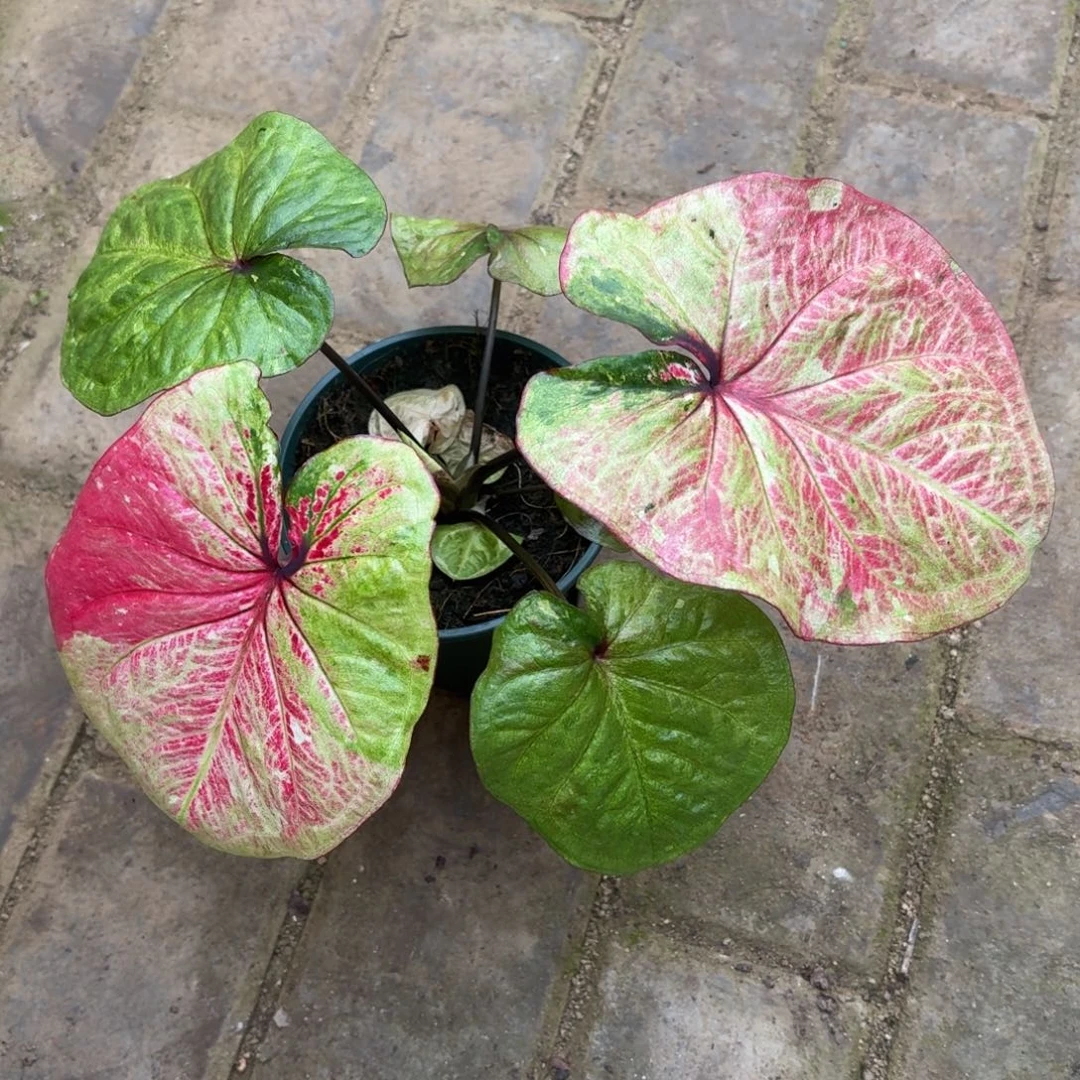 大富翁泰国11-1117