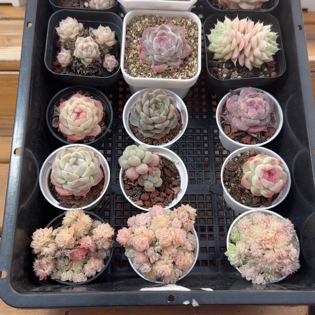 框拍框拍0221-18
