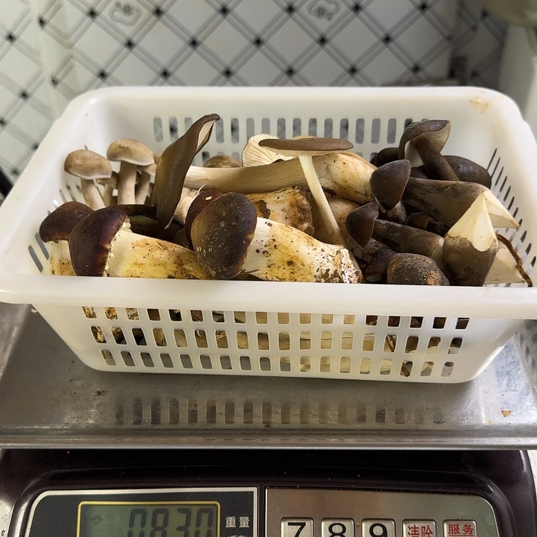 F***U菌子中国大陆菌子