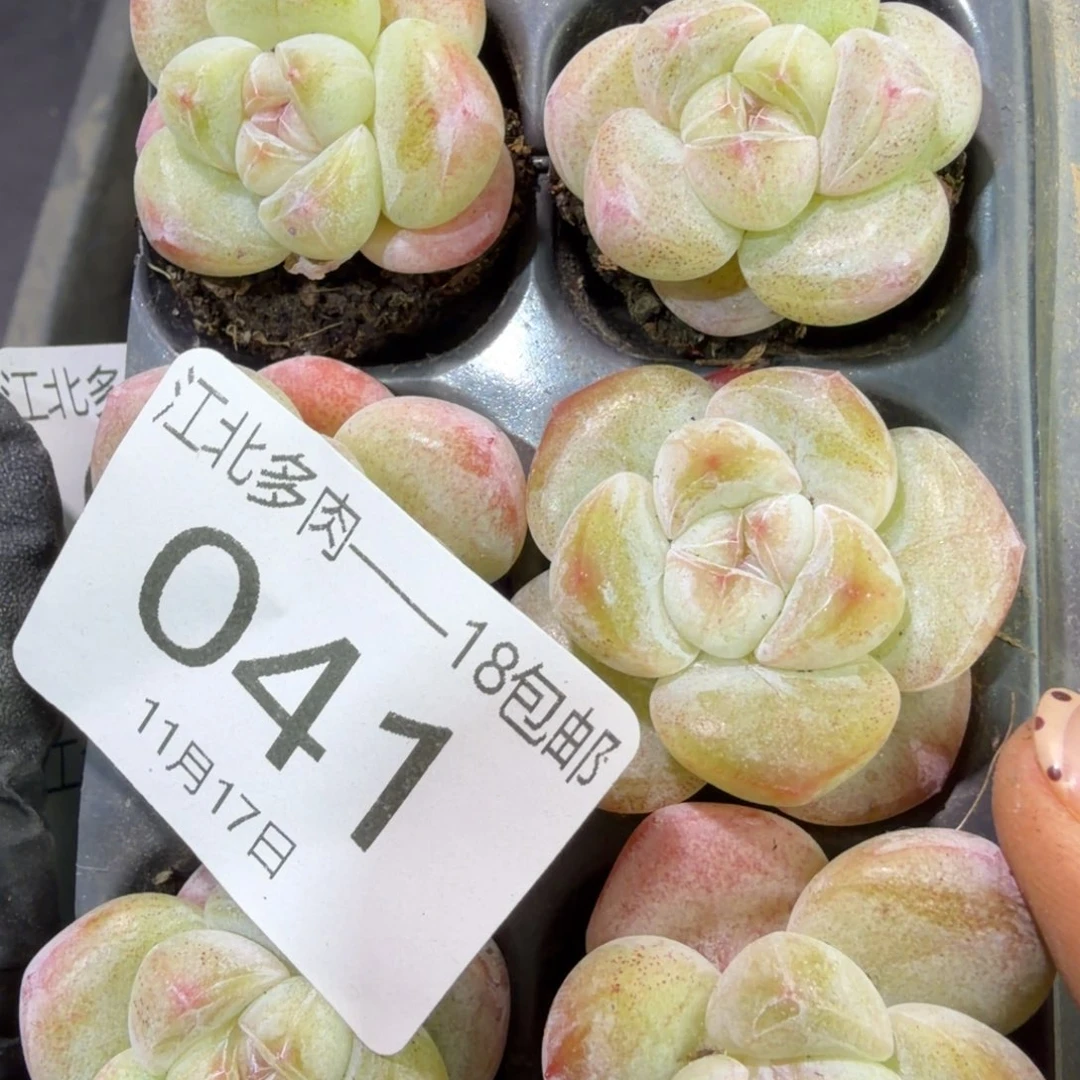 41 号到手1框江北多肉