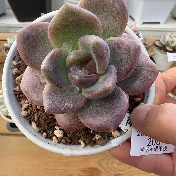 黑魔王11111124-206