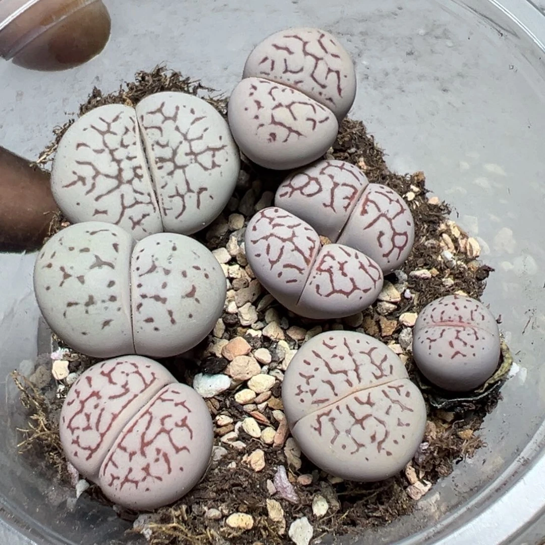 【闪购商品】 294。