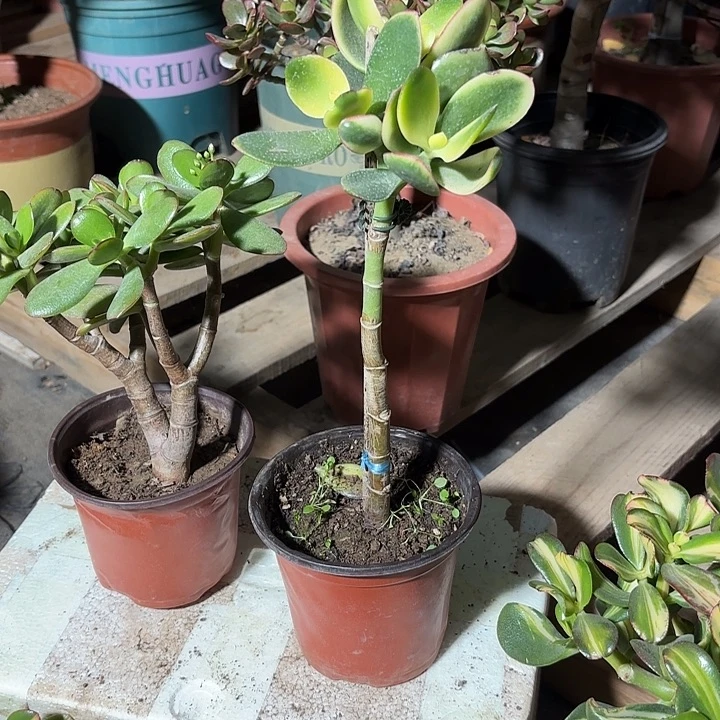 草***儿当前无花栽培后可以开花新花10