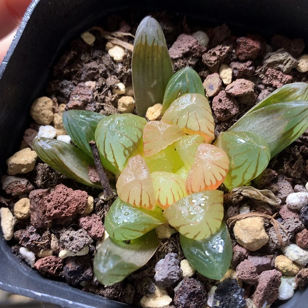 变异潘灯玉露锦带盆土mom