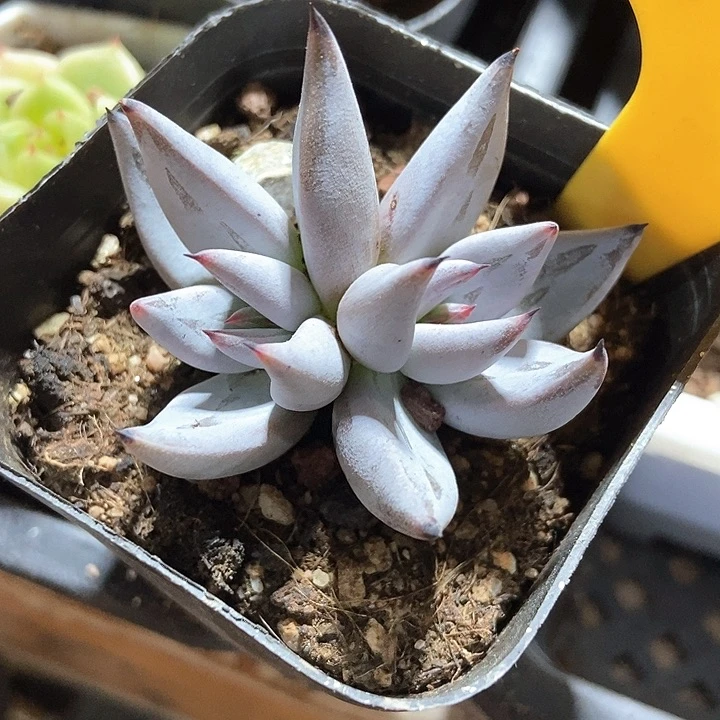 多肉植物魔爪2101