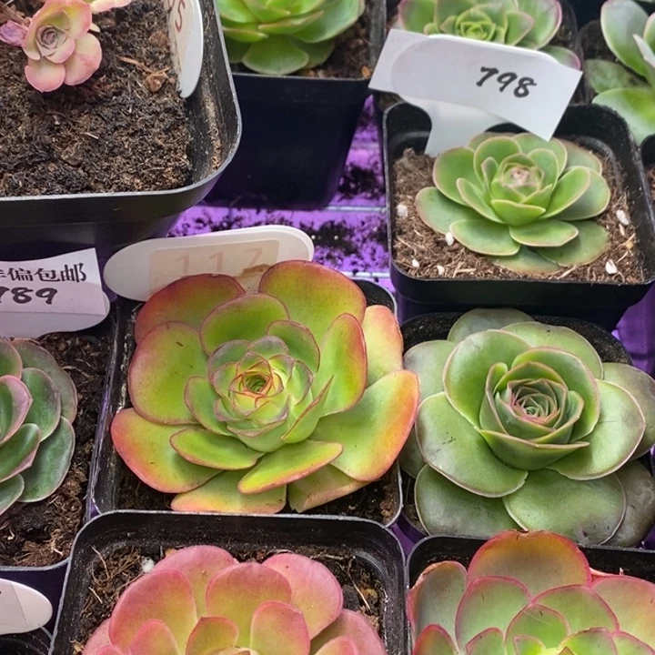 玲***珑10袋泥炭土_