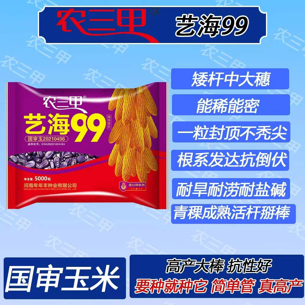 国审艺海99（农三甲）玉米种矮杆中大棒能稀能密抗倒伏艺海99艺海99