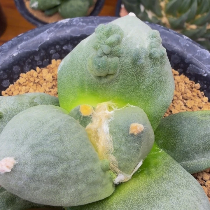 确定是外星怒家的小苗