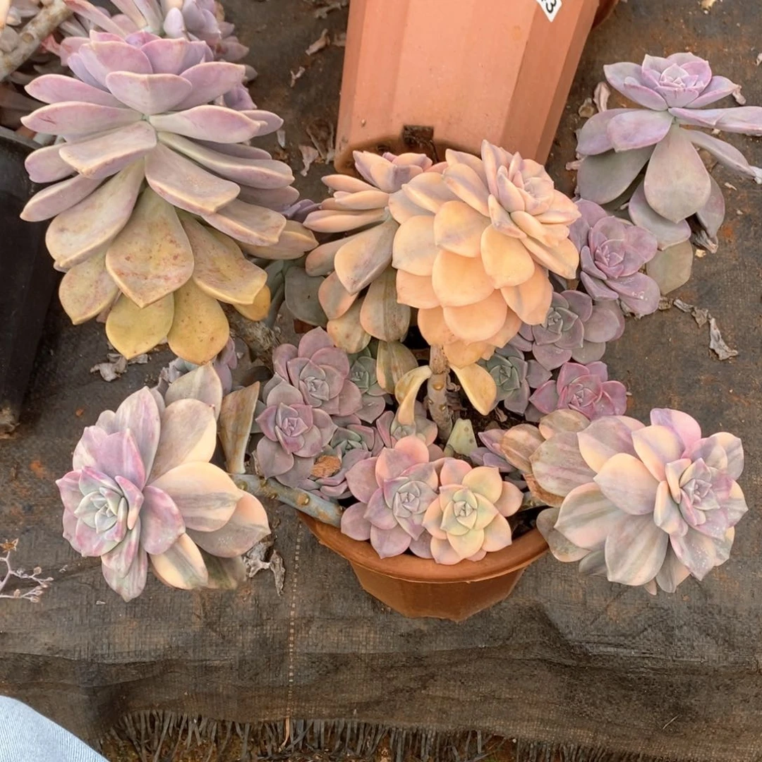 @*，90 紫乐锦一物一拍外播