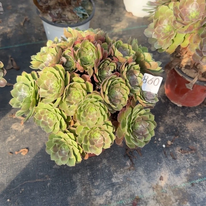 860两单包邮万圣节。