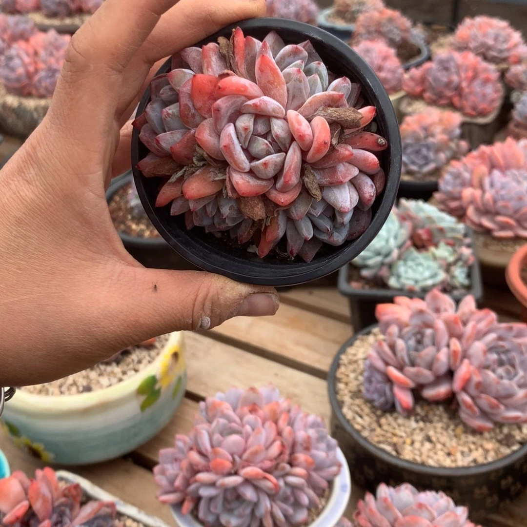 无花朵哈哈哈哈哈哈哈32