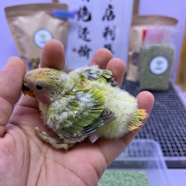 牡丹鹦鹉-绿美桂闪母E11776