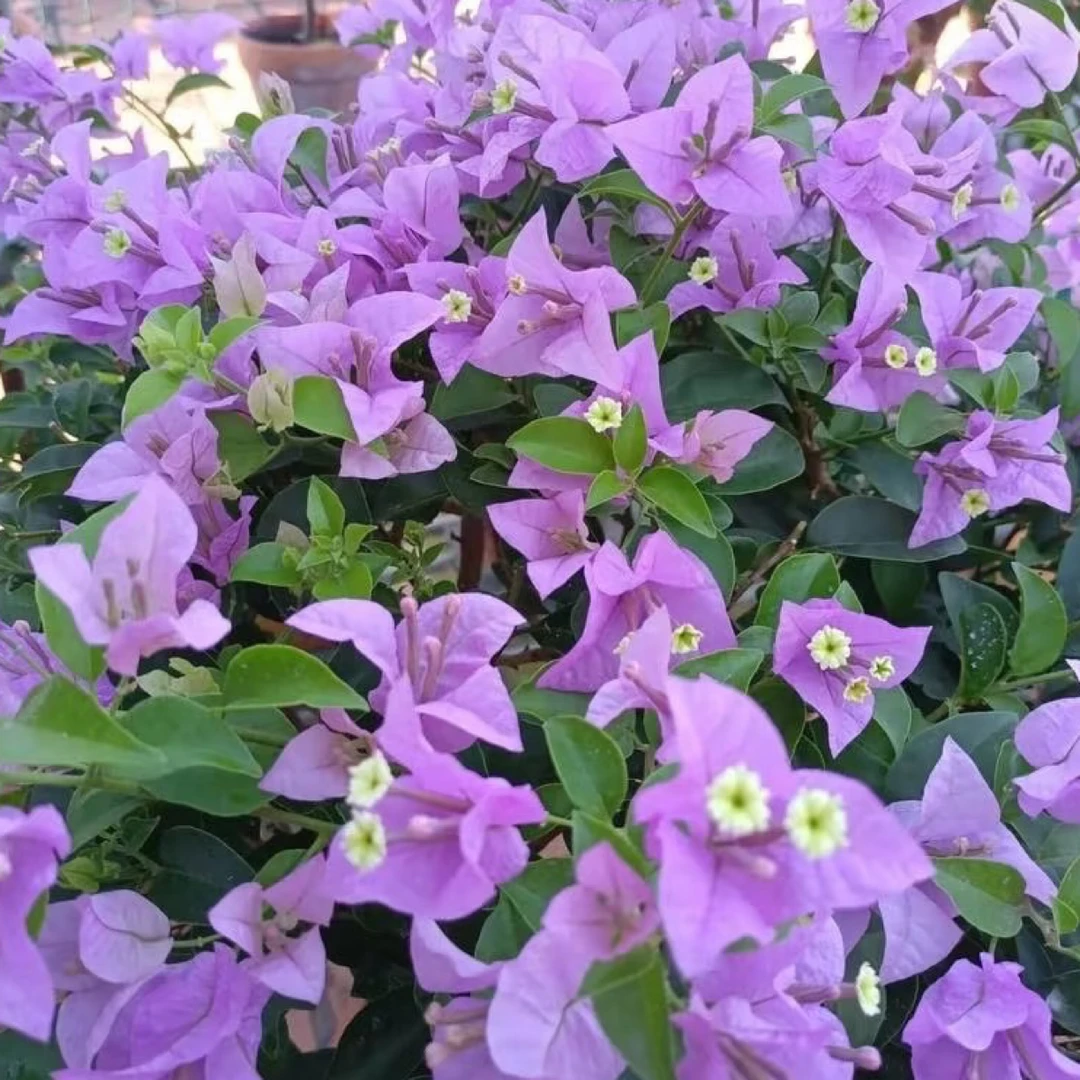 《巴西紫》三角梅四季勤花爬藤花卉带花带叶发货（落花落叶不予售后）