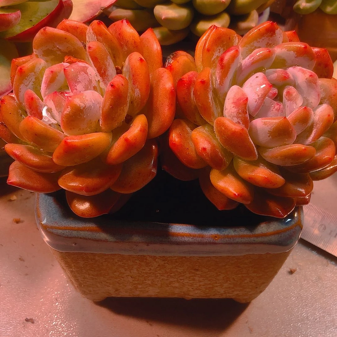 H*、韩版韩城双头一颗